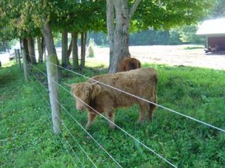 Roll in the Hay - 2004 pictures from pepper