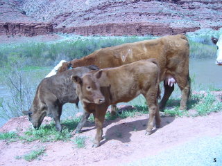 Scoot Moab - 2006 pictures from Phil Lombardo