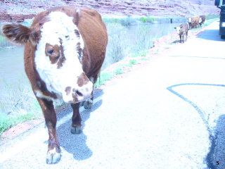 Scoot Moab - 2006 pictures from Phil Lombardo