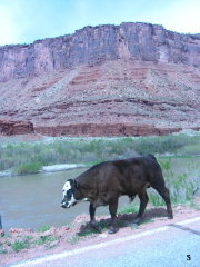 Scoot Moab - 2006 pictures from Phil Lombardo